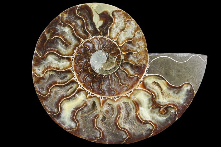 Cut Ammonite Fossil (Half) - Agatized #79154